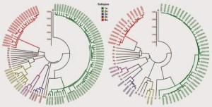 gene comparison